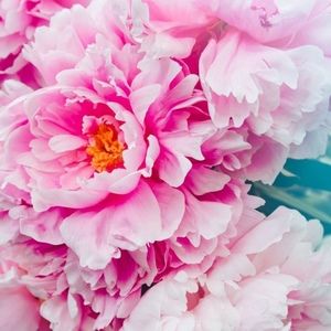 Meet your Posher, Cassandra